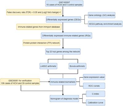 Identification and Verification of Feature Immune-Related Genes in Patients With Hypertrophic Cardiomyopathy Based on Bioinformatics Analyses